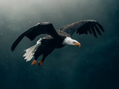 Eagle