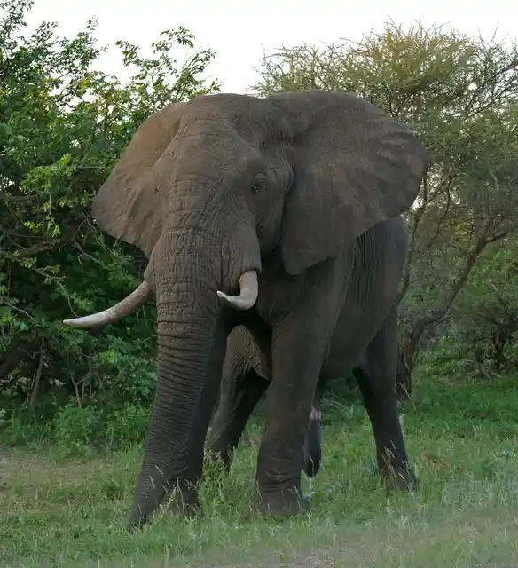 Elephant