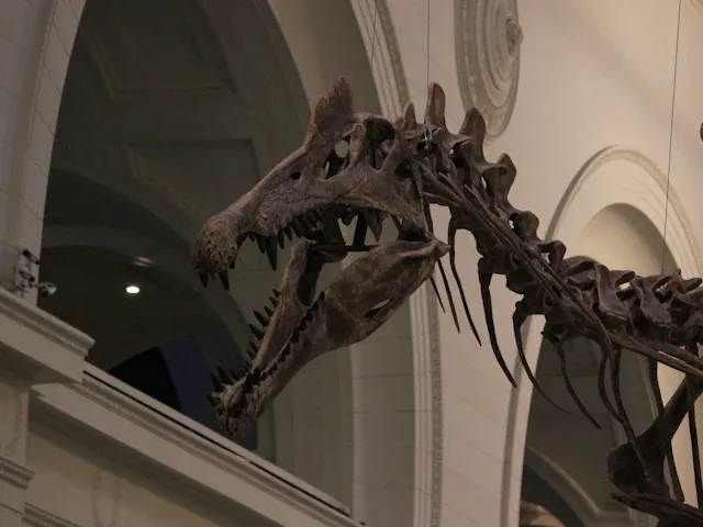 Dinosaur skeleton with large jaws on display in a museum