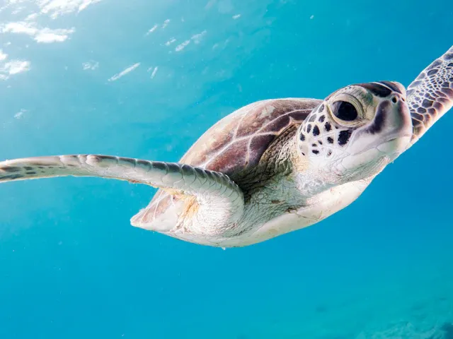 Sea turtle swimming through clear blue ocean water