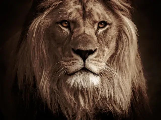 Close-up of a lion with a thick mane
