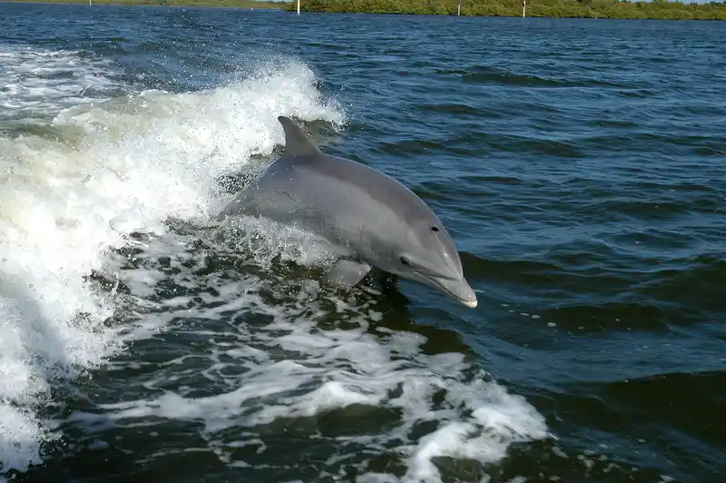 Sea Animals