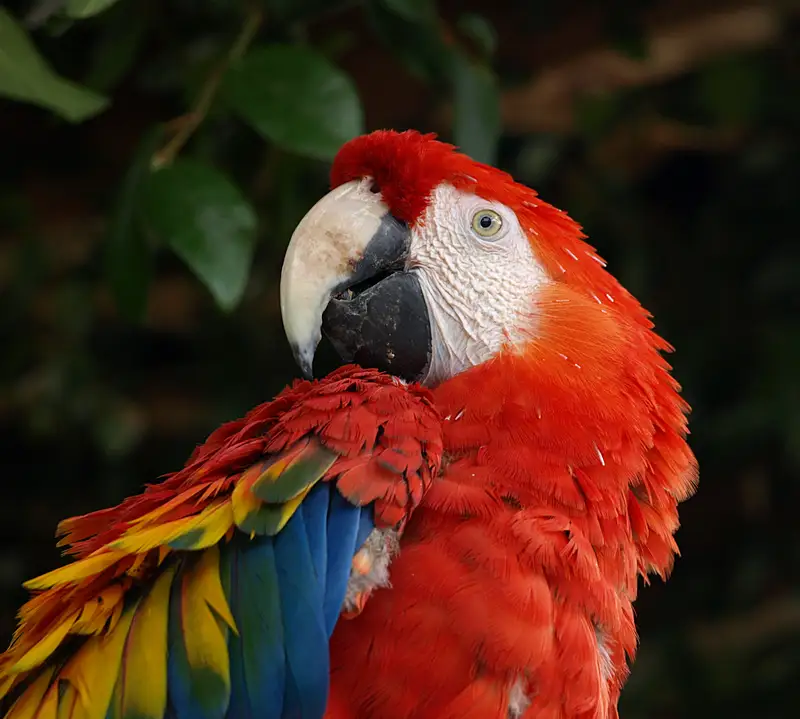 Birds